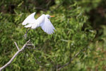 Cattle Egret takes off, Blue Cypress Lake, Florida