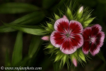 RAL_D7A7737