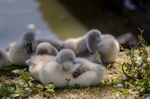 Cygnets - 2