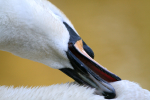 Swan cleaning  _AGT040
