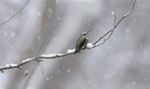 Anna's Hummingbird female on a snowy day