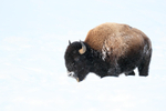 American Bison walks past, Yellowstone National Park, Wyoming