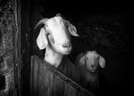 Smiling Goats