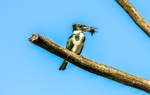 Female Amazon Kingfisher