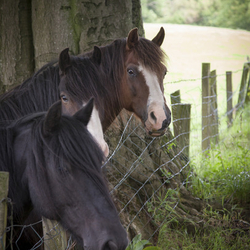 Equine Photo Shoot 12