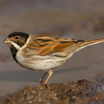 Reed Bunting