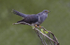 Male Cuckoo