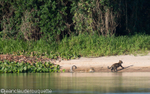 Mother and cub