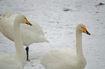 Whooper Swan