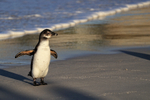 Juvenile African Penguin, Foxy Beach, South Africa