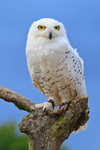 Snowy Owl portfolio