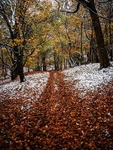 Wilsons Woods