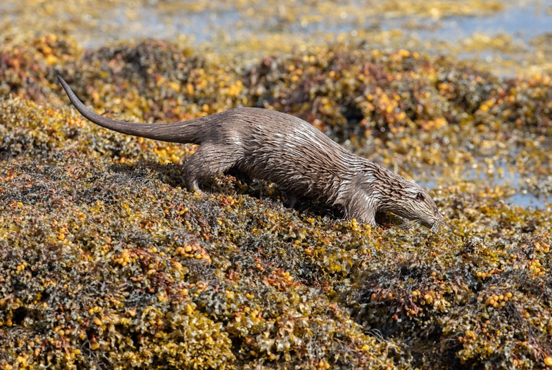 Eurasian Otter - Isle of Mull - Scotland