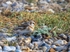 Snow Bunting