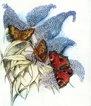 Butterfly Bush