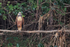 Black-collared Hawk, Pantanal, Brazil
