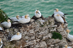 Gannets
