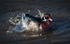 Splash