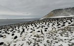 Adelie Penguins colony
