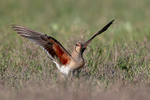 Collared Pratincole