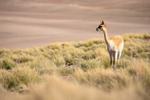 Adult Vicuna stands and looks, Lake Miscanti, Chile