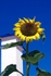 Solitary Sunflower