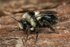 Andrena cineraria (f)