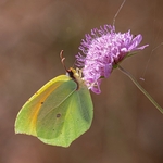 Cleopatra (Gonepteryx cleopatra) ♂