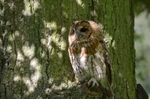 Tawny Owl