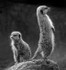Meerkats