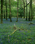 Rydal Woods