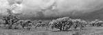 Cholla Pano