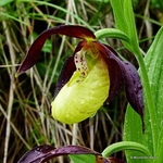 Lady's Slipper Orchid (Cypripedium calceolus)
