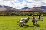 Sheep of the Mournes