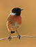 Stonechat (male) perched on a branch on Islay