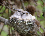 Anna's Chicks