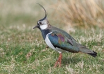 Lapwing
