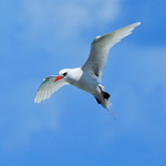Red-tailed Tropicbird (adult) hovering, Kilauea Point, Kauai