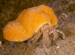 Suberites pagurorum
