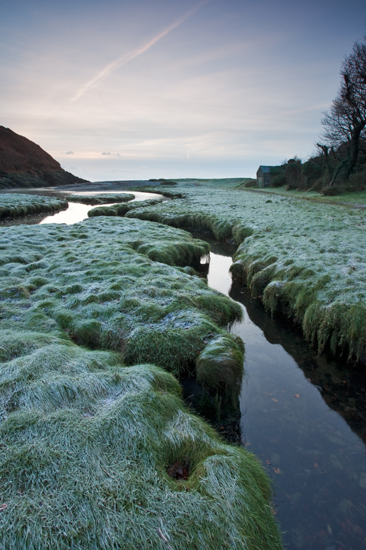Frosted Grass