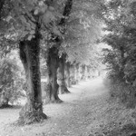 1879 - Churchyard Elms