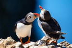 June - Puffins, Skomer Island