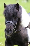 SIAL3068