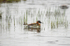 Red-necked Phalarope