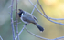 Himalayan Bulbul