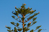 Tree Full 1