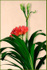 Clivia miniata Red with Green
