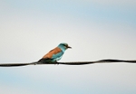 Roller