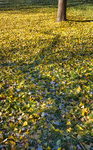 TREES WEEK #47
