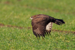 Buzzard portfolio